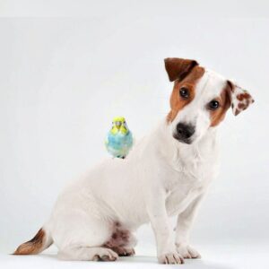 Der Wellensittich ein Anfängervogel?