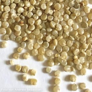 Quinoa