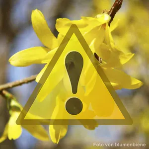 Warnung: Forsythie (Forsythia x intermedia)