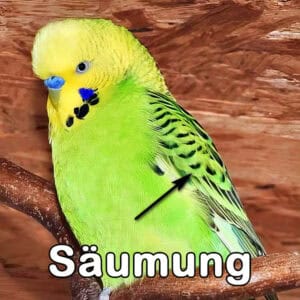 S&auml;umung
