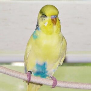 Rezessiver Schecke (Blaureihe)