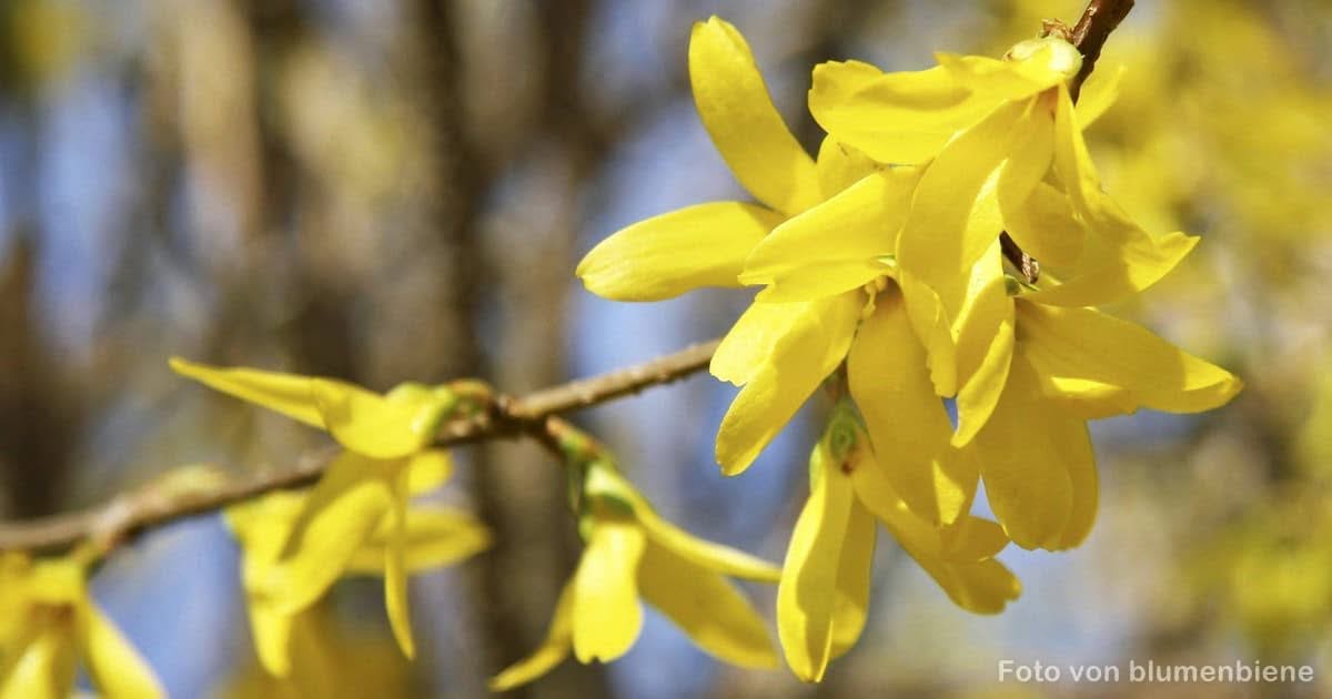 Warnung: Forsythie