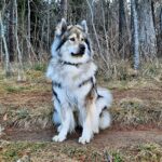 Fina, die Finderin des Wellensittichs