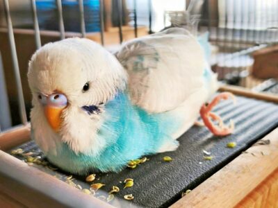 Gunnar der Fundvogel