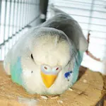 Gunnar