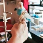 Gunnar sitzt auf dem Finger