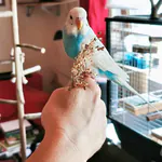 Gunnar sitzt auf dem Finger