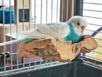 Gunnar liegt auf einem Korkst&uuml;ck