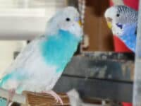 Gunnar flirtet mit Jule