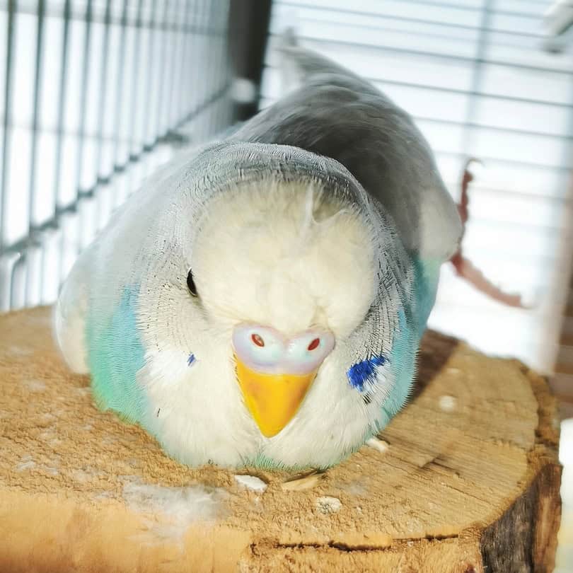 Fundvogel Gunnar