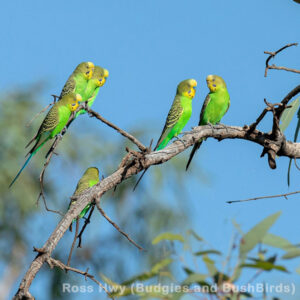 Australien