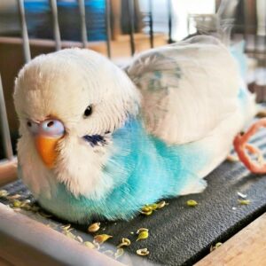 Gunnar der Fundvogel