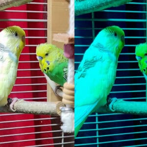 UVB-freie Vogellampe