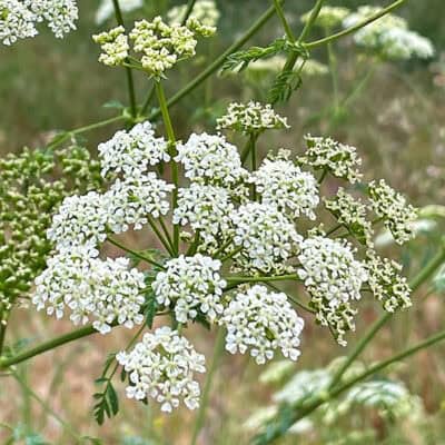 Gefleckter Schierling