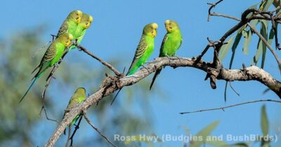 Quiz &ndash; Australische Wellensittiche