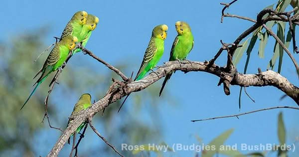 Quiz – Australische Wellensittiche