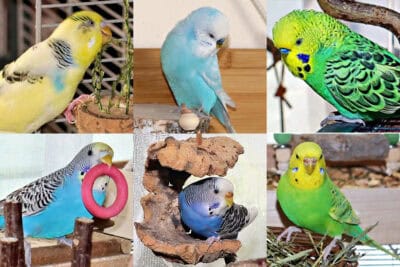 Schwarm Meine Wellensittiche