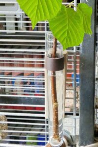 Reagenzglas mit Ast und Wasser