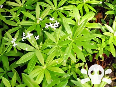 Waldmeister (Labkraut)