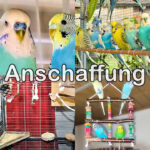 Anschaffung Anschaffung von Wellensittichen