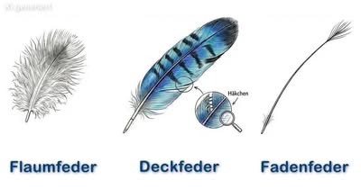 Verschiedene Federtypen beim Wellensittich
