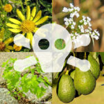 Giftige Pflanzen für Wellensittiche