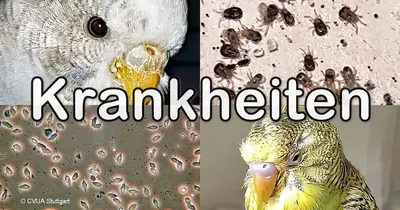 Krankheiten Übersicht von Kranheiten beim Wellensittich