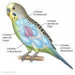 Luftsäcke beim Wellensittich Luftsäcke des Wellensittichs