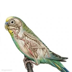 Die Anatomie des Wellensittichs