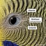 Auge mit Nickhaut Auge des Wellensittichs
