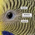 Auge mit Nickhaut Auge des Wellensittichs