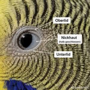 Die Augen beim Wellensittich