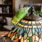 Blei und Wellensittich Vergiftungen durch Blei bei Wellensittichen
