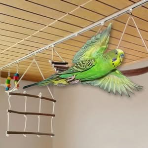 Sicherer Freiflug für Wellensittiche