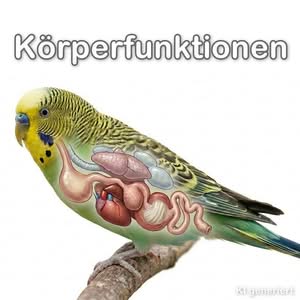 Die Körperfunktionen des Wellensittichs
