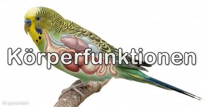 Körperfunktionen Körperfunktionen