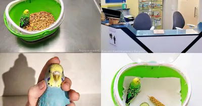 Tierarzt und Co.