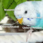 Schnabel mit Wachshaut beim Wellensittich