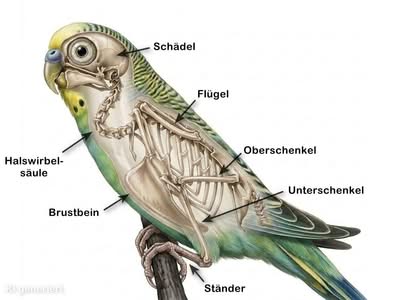 Das Skelett des Wellensittichs
