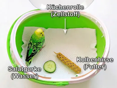 Ausstattung der Transportbox für den Tierarztbesuch