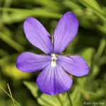 Wildes Hornveilchen