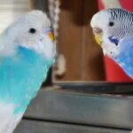 Kontaktaufnahme Kontaktaufnahme zwischen zwei Wellensittichen