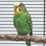 Naturholzsitzstange Naturholzsitzstange