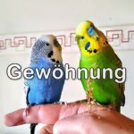 Gewöhnung Gewöhnung an den Menschen