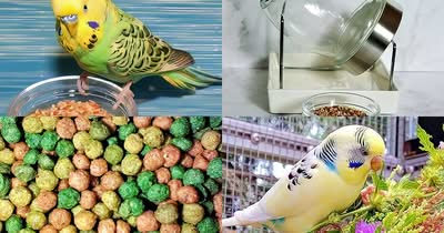 Ernährung Alles über die Ernährung von Wellensittichen