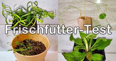 Frischfutter Frischfutter für Wellensittiche