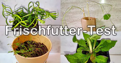 Frischfutter für Wellensittiche