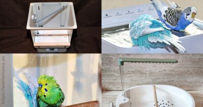 Tests von Vogelduschen für Wellensittiche