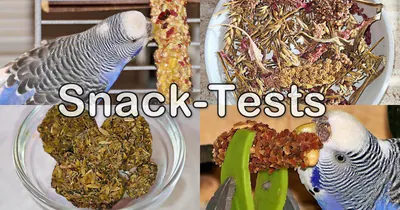 Tests von Snacks für Wellensittiche