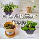 Tests von Frischfutter für Wellensittiche